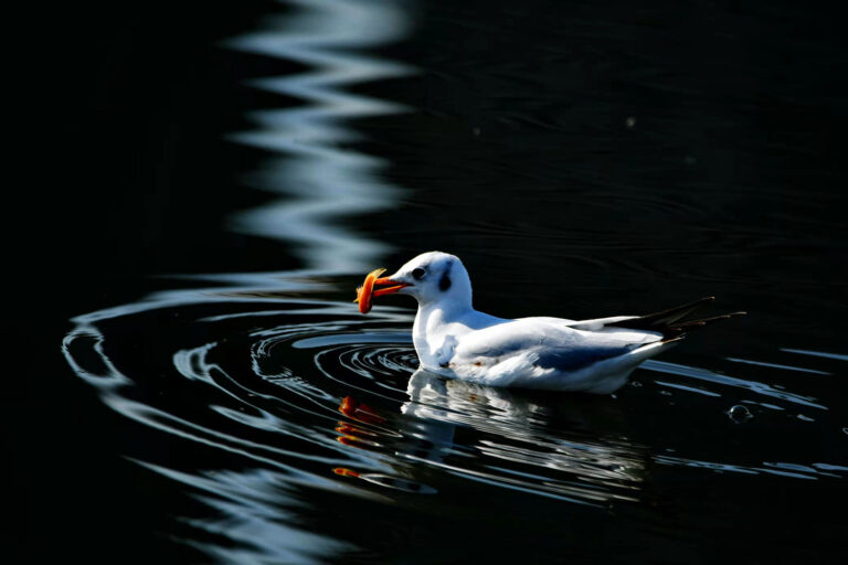 Nature - Foraging